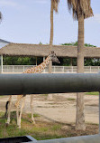 Al Khor Family Park & Zoo