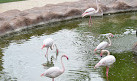 Al Khor Family Park & Zoo