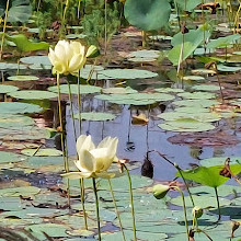 Cape Fear Botanical Garden