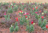 Cape Fear Botanical Garden