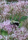 Cape Fear Botanical Garden