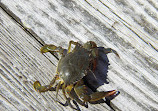 Outer Banks Center for Wildlife Education