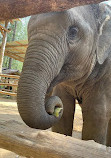 Elephant Sanctuary by ECO KHAO LAK ADVENTURE