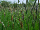 Viles Arboretum