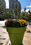 Mississauga Celebration Square