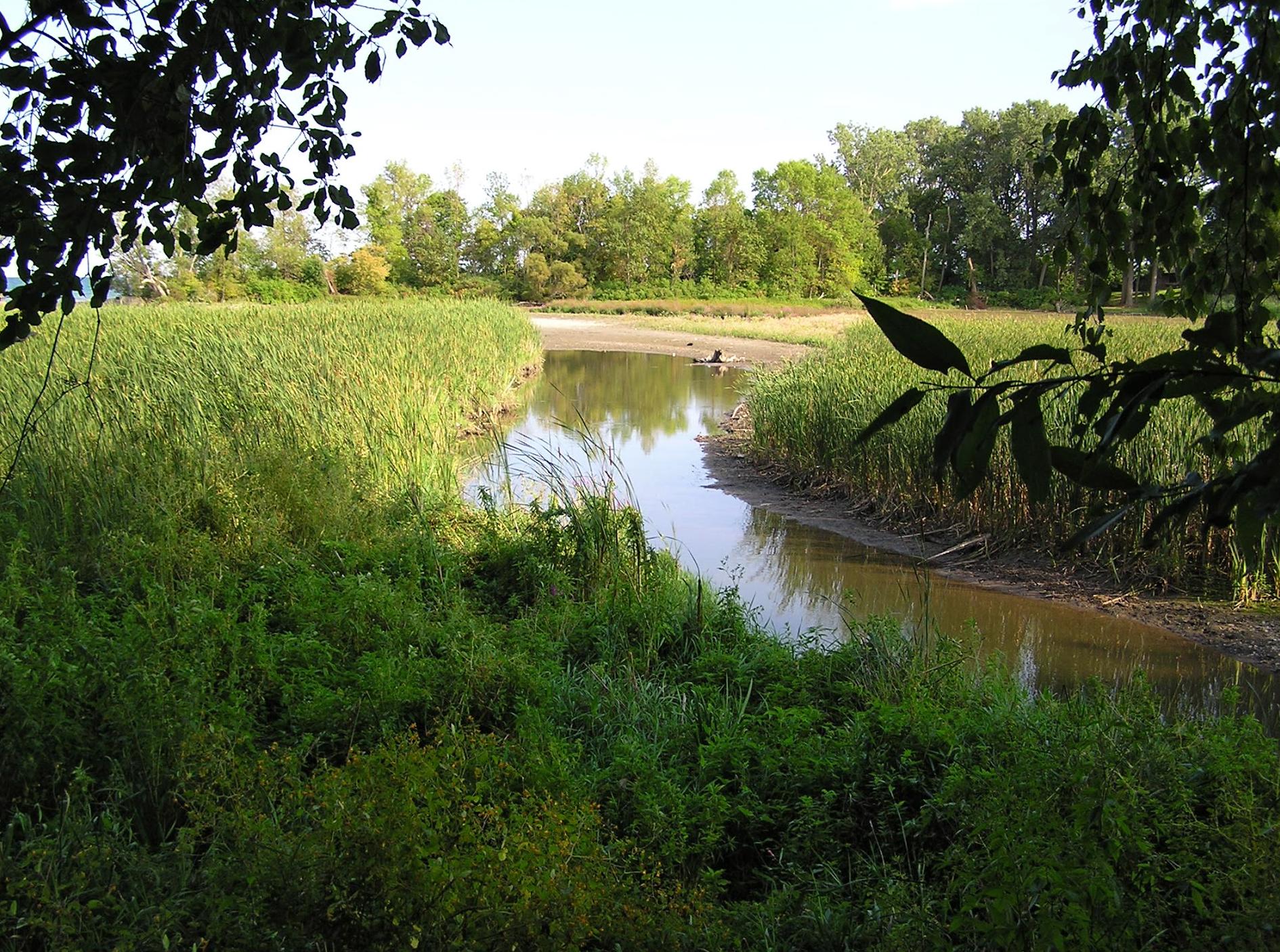 Rattray Marsh Conservation Area