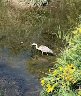 Rattray Marsh Conservation Area