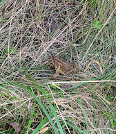 Rattray Marsh Conservation Area