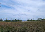 Rattray Marsh Conservation Area