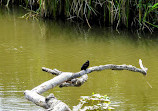 Rattray Marsh Conservation Area