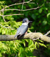 Rattray Marsh Conservation Area