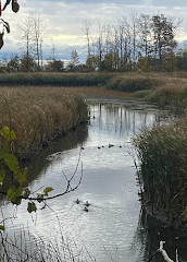 Área de conservación de Rattray Marsh