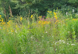 Rattray Marsh Conservation Area