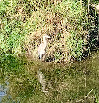 Rattray Marsh Conservation Area