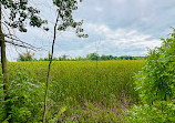 Rattray Marsh Conservation Area