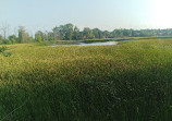 Rattray Marsh Conservation Area