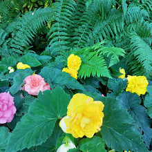 Butchart Gardens Coffee Shop