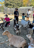 Pumpkin Village Fall Fest