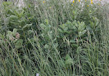 Living Prairie Museum