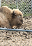 Assiniboine Park Zoo