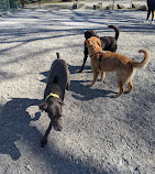 Lincoln Park Dog Run