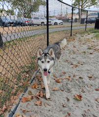 Lincoln Park Dog Run