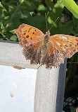 Cape Cod Museum Of Natural History