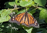 Cape Cod Museum Of Natural History