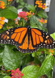 Cape Cod Museum Of Natural History