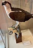 Cape Cod Museum Of Natural History