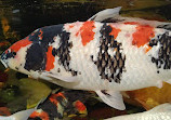 Koi at Jungle