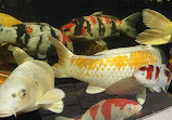 Koi at Jungle