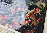 Koi at Jungle