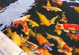 Koi at Jungle