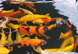 Koi at Jungle