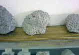 Geological Museum