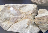 Geologisch Museum