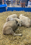 Minnesota State Fair