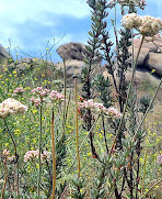 Box Springs Mountain Reserve Park