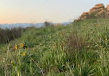 Box Springs Mountain Reserve Park