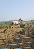 RIDING FUN IN THE SUN