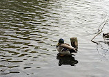 Brueton Park Lake