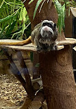 Birmingham Wildlife Conservation Park