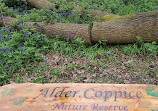 Alder Coppice Woods