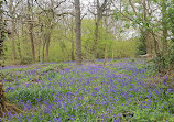 Alder Coppice Woods