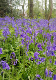 Alder Coppice Woods