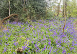 Alder Coppice Woods