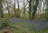 Alder Coppice Woods