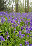 Alder Coppice Woods