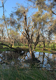 Baigup Wetlands